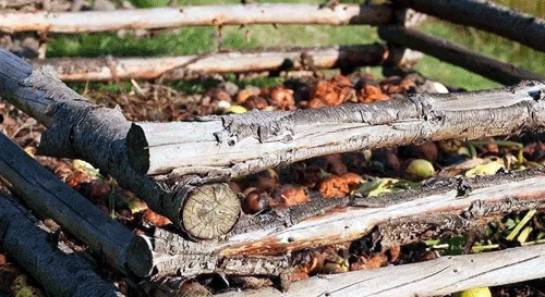 家庭堆肥 家庭堆肥